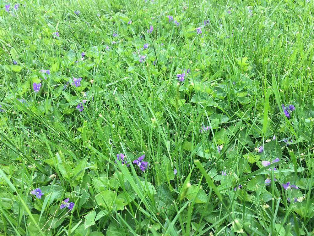 9 Common Lawn Weeds In Northern Virginia Identification Tips And How To Get Rid Of Them 1819